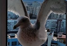 Фото - «Зовём Машка, как такую не кормить?» Петербурженка подружилась с тремя чайками