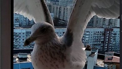 Фото - «Зовём Машка, как такую не кормить?» Петербурженка подружилась с тремя чайками